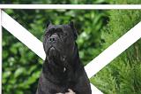 CANE CORSO 1449